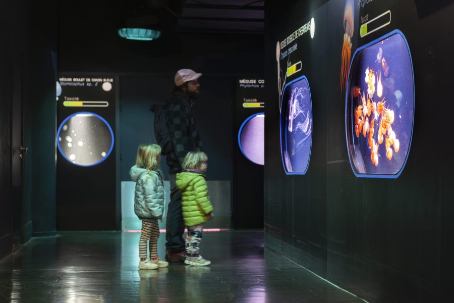 Le regne des méduses - Aquarium de Paris 6
