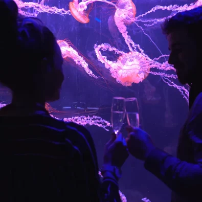 Medusarium_09-Square