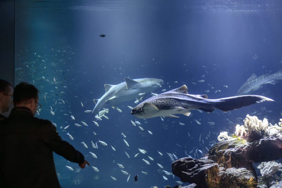 Nourrissages des requins - Aquarium de Paris (2)