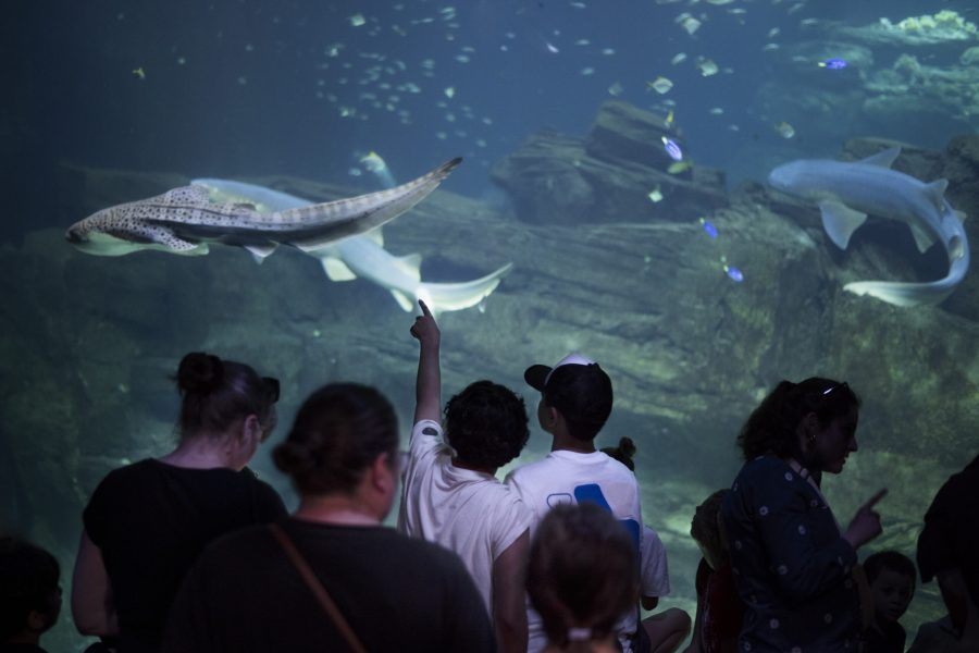 Nourrissages des requins - Aquarium de Paris 3