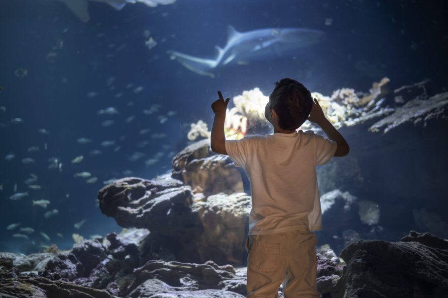 Nourrissages des requins - Aquarium de Paris